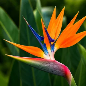 Fleur d’oiseau de paradis, symbole de la résidence L’Oiseau de Paradis